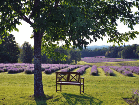 Hôtel Lac-Brome - Bleu Lavende